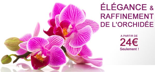 Découvrez notre merveilleuse collection d’Orchidées !